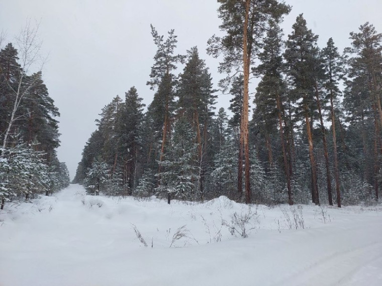 Прогулка в зимний сказочный лес.